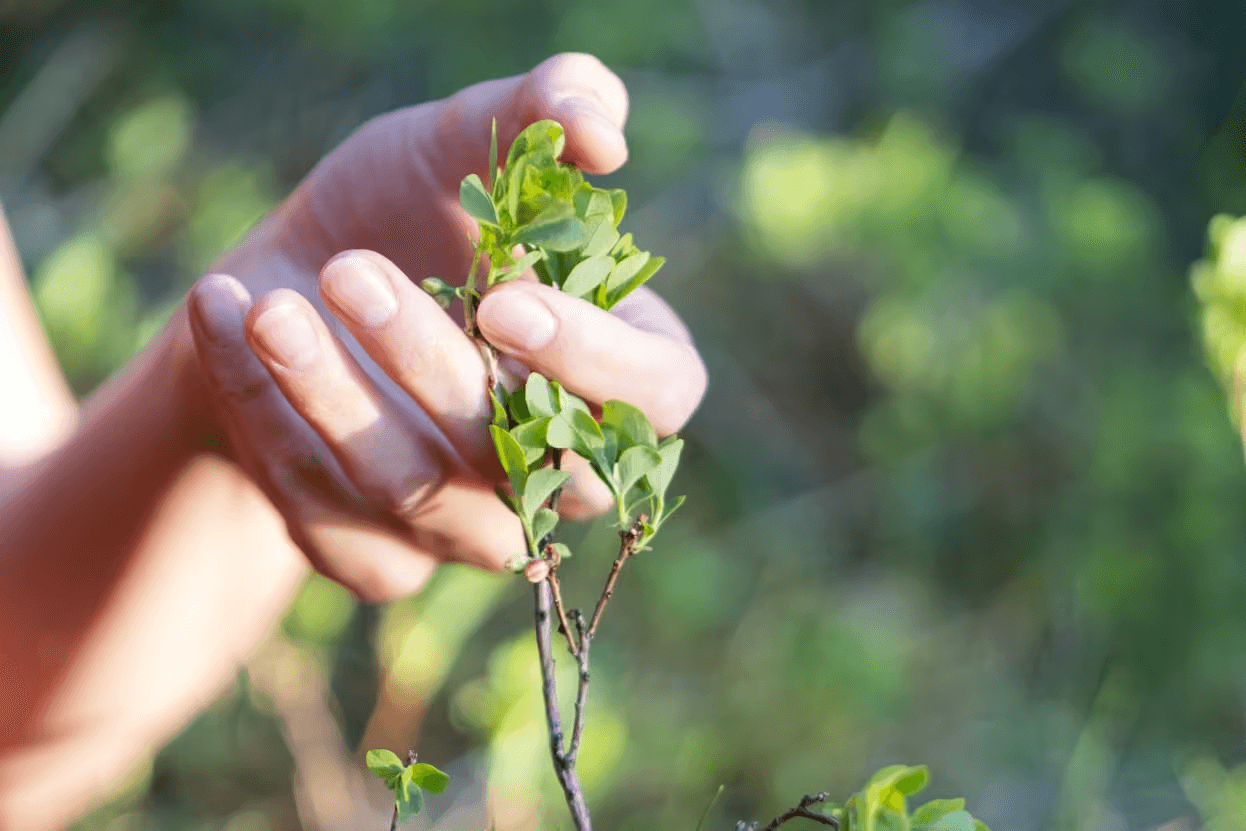 Hand holding a green birch branch outdoors