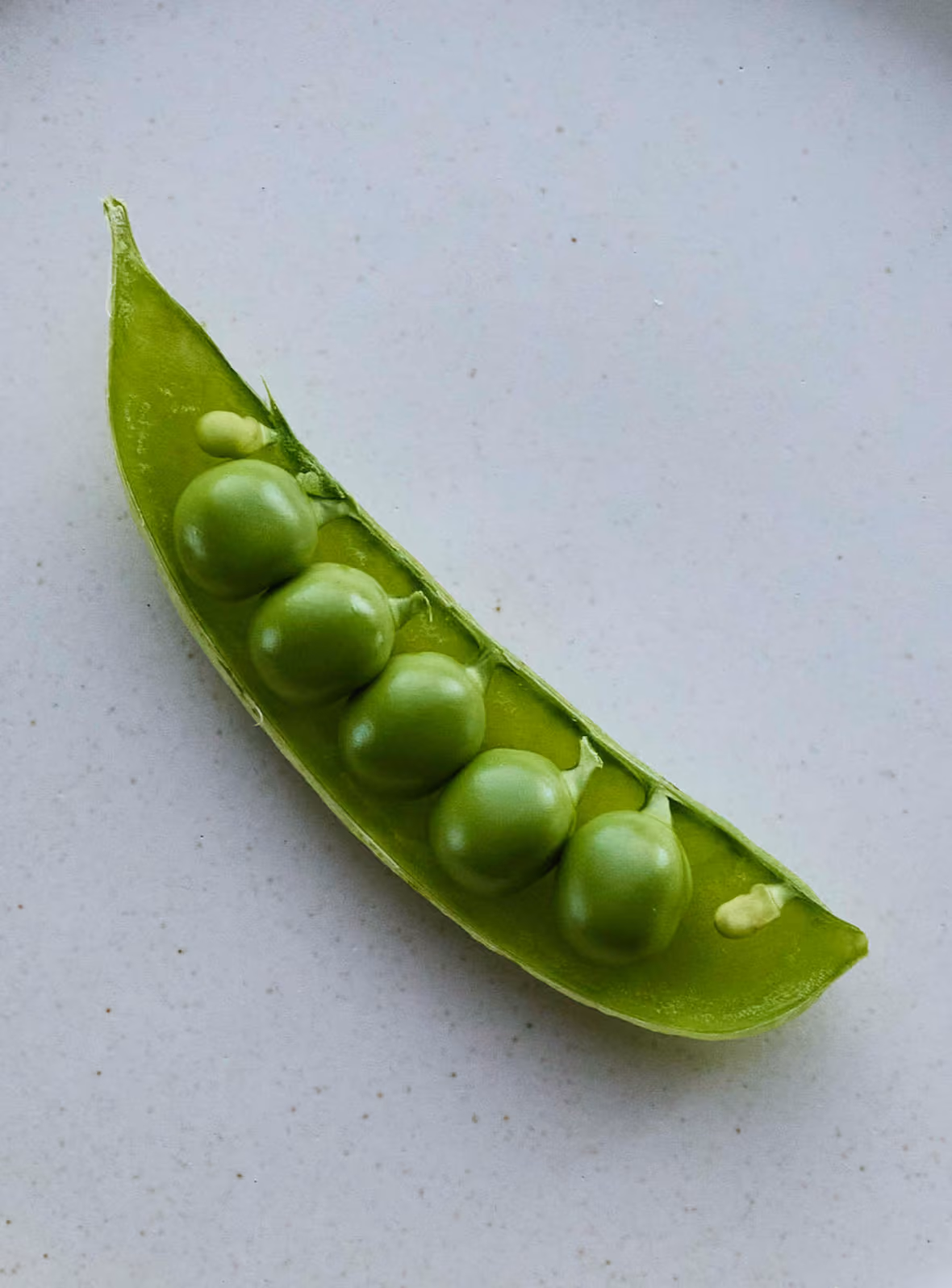 Ylja – matur og drykkur